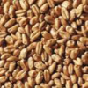 Avangard Malz Premium Wheat Malt - Loose